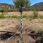 a young olive tree brought form Athens to Thermisio and planted there as a sign of Peace.
olive tree, hope, care, white strips of cloth, pen, wooden support column,
2024
