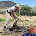 a young olive tree brought form Athens to Thermisio and planted there as a sign of Peace.
olive tree, hope, care, white strips of cloth, pen, wooden support column,
2024
