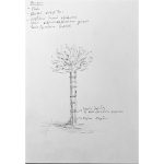 (drawing) sign of Peace.
olive tree, hope, care, white strips of cloth, pen, wooden support column,
2024